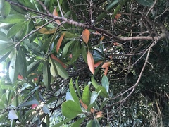 Elaeocarpus zollingeri