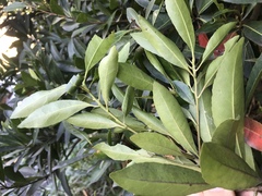 Elaeocarpus zollingeri