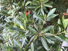Elaeocarpus zollingeri