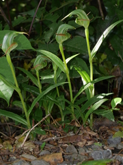 Pterostylis australis