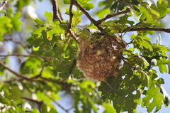 Icterus bullockii