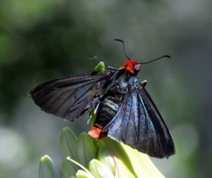 Pyrrhopyge charybdis