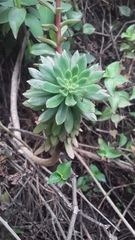 Echeveria quitensis