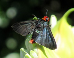 Pyrrhopyge charybdis