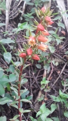 Echeveria quitensis