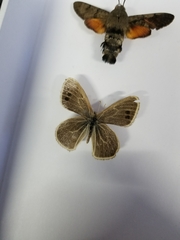 Triphysa nervosa nervosa