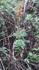 Echeveria quitensis