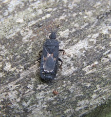 Ctenoneurus pendergrasti