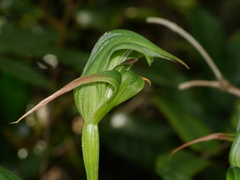 Pterostylis australis