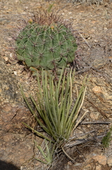 Agave schottii