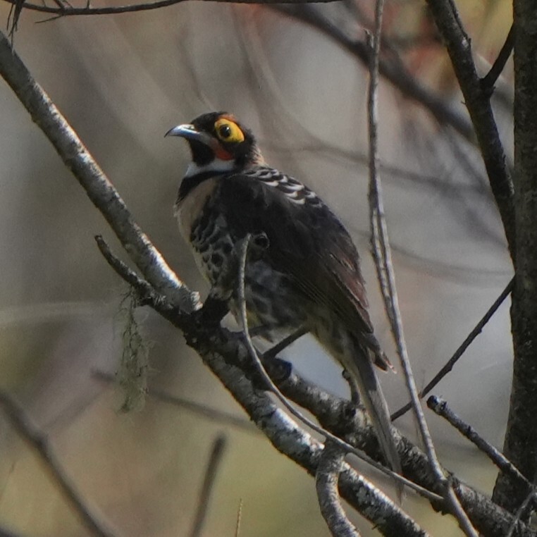 Ornate Melidectes (Melidectes torquatus), photo 7