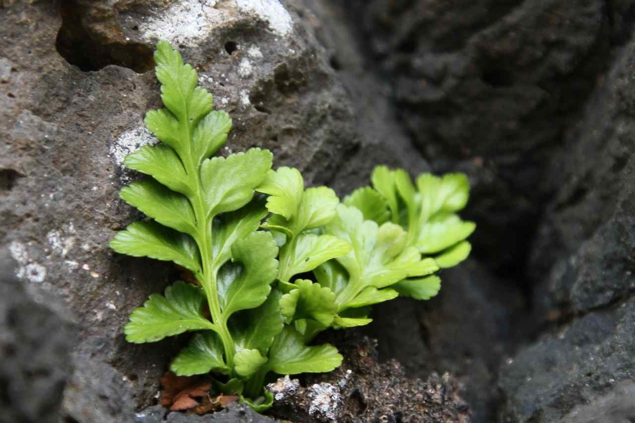 Asplenium marinum