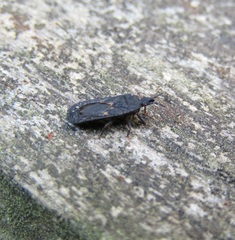 Ctenoneurus pendergrasti