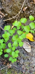 Adiantum jordanii image