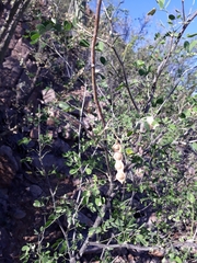 Mimosa distachya laxiflora