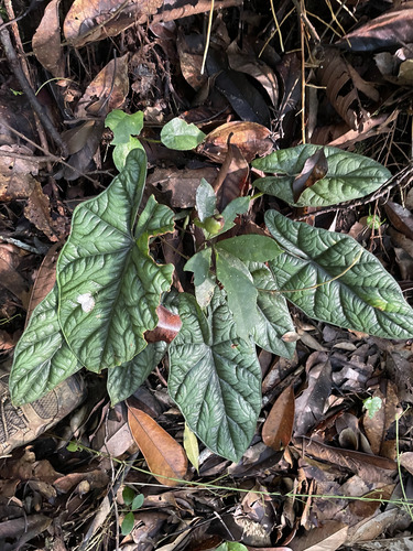 Alocasia quilted dreams (Alocasia sinuata)