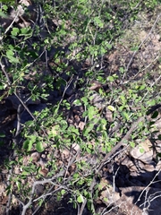 Mimosa distachya laxiflora