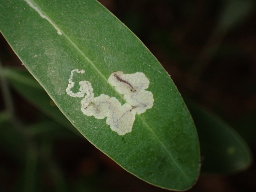 Glaucolepis bupleurella