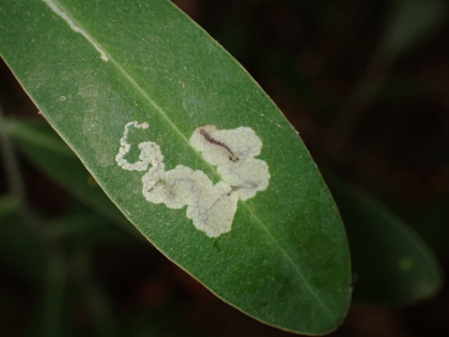 Glaucolepis bupleurella