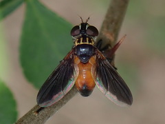 Galactomyia