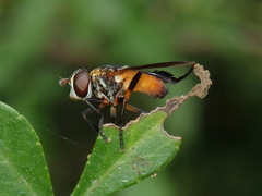 Galactomyia