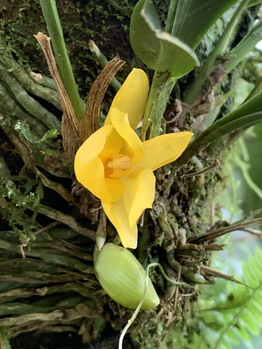 Chaubardiella subquadrata
