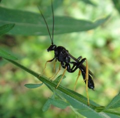 Exetastes suaveolens