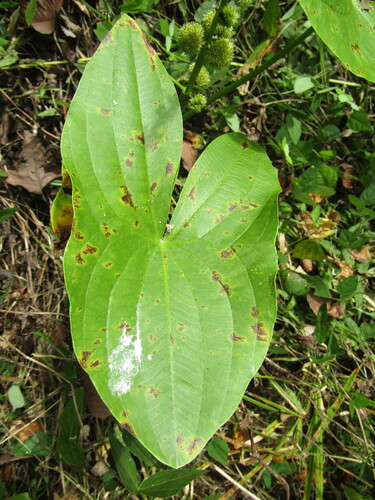 Appalachian Arrowhead (Sagittaria australis)
