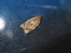 Neocalyptis affinisana