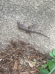 Sceloporus occidentalis