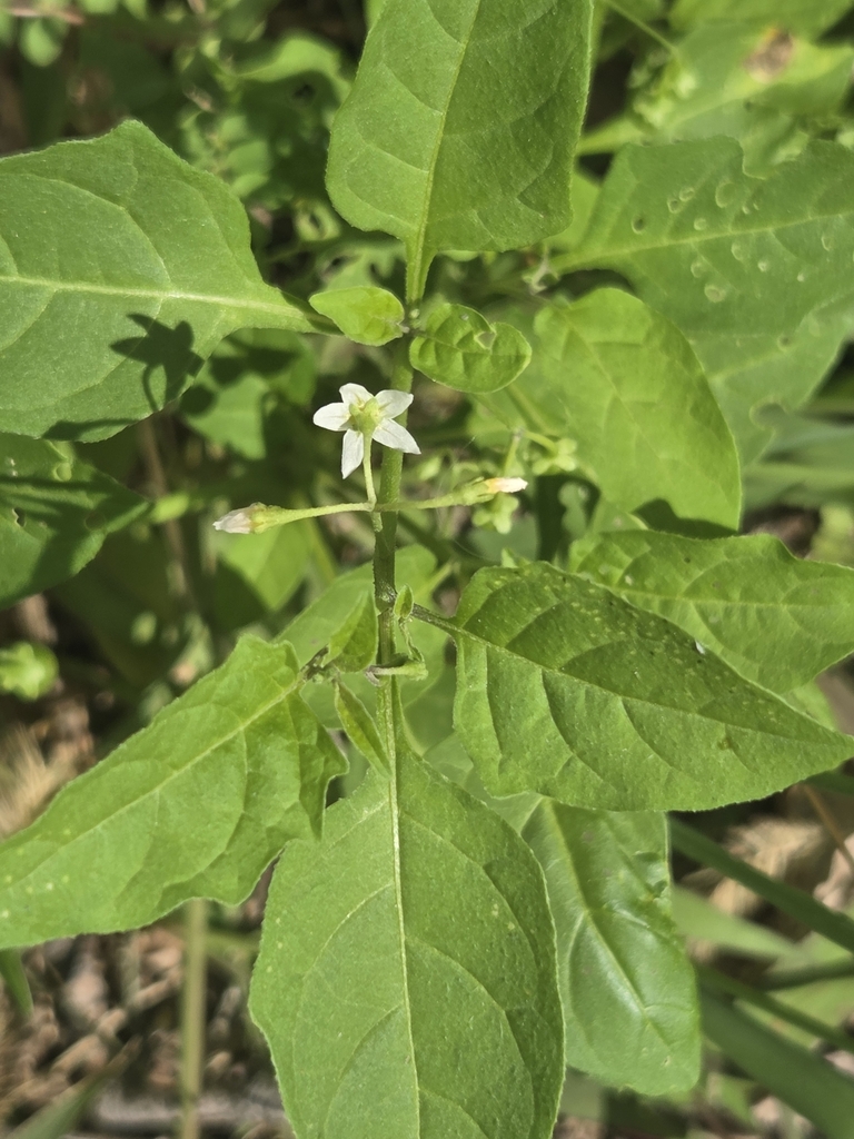 eastern black nightshade from Storm Lake, IA 50588, USA on September 24 ...