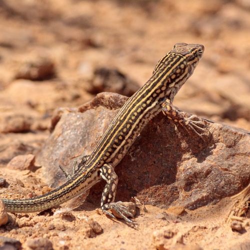 Savigny's Fringe-fingered Lizard