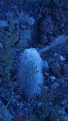Cephalocereus senilis