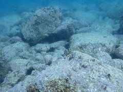 Chironemus marmoratus