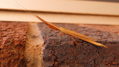 Pyrgomantis rhodesica