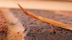 Pyrgomantis rhodesica