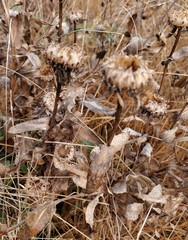Grindelia stricta platyphylla