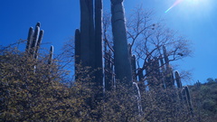 Cephalocereus senilis
