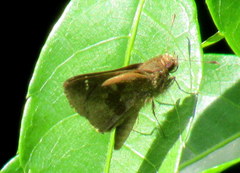 Cymaenes odilia