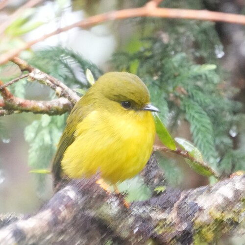 Canary Flyrobin (Devioeca papuana), photo 3