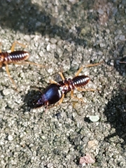 Macrotermes carbonarius