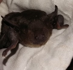 Scotophilus dinganii