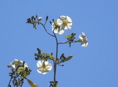 Ipomoea arborescens