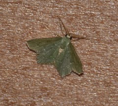 Chloropteryx nordicaria