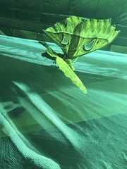 Coscinocera hercules