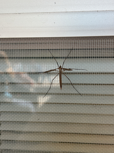 Unknown species found near 215th Way NE, Woodinville, WA, US