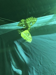 Coscinocera hercules