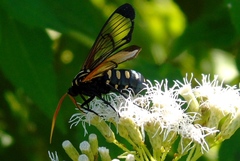 Isanthrene perboscii