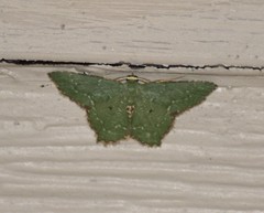 Chloropteryx nordicaria
