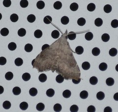 Redectis pygmaea